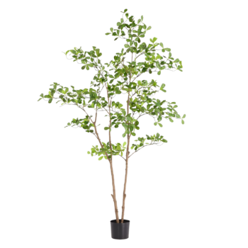 Pittosporum kunstplant 180cm