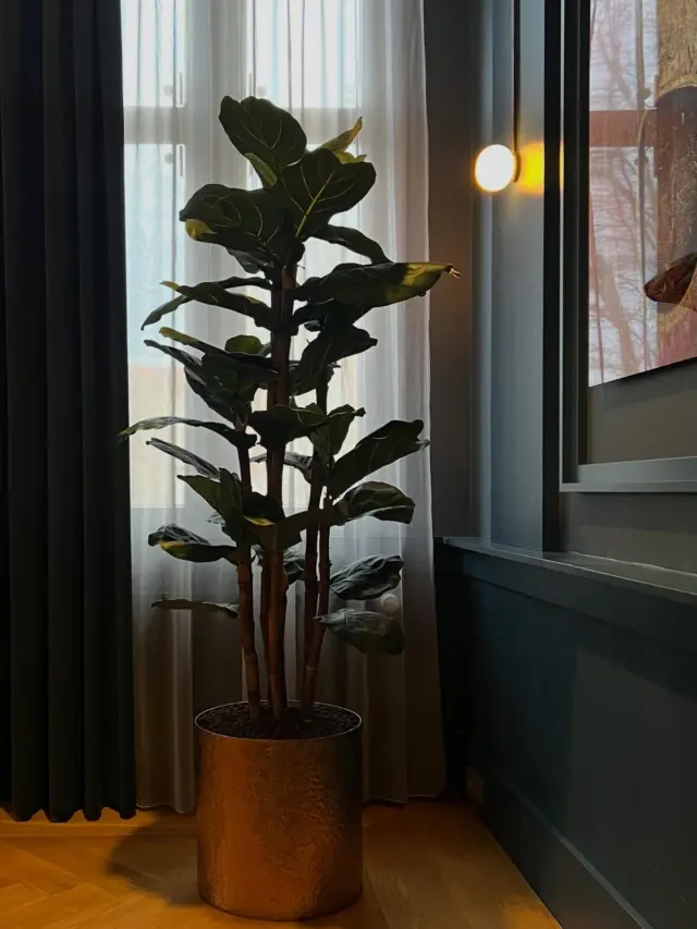 trachycarpus fortunei zimmerpflanze Trachycarpus fortunei 'Naina Tal'  Meergrn